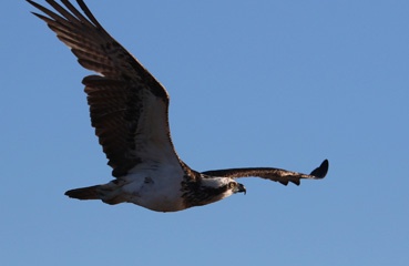 Osprey